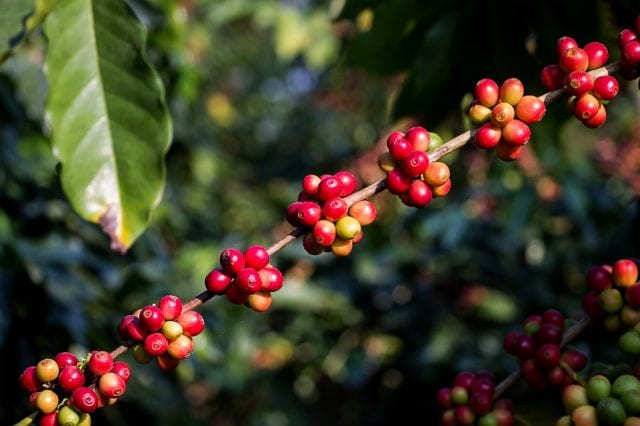 Akiya Coffee farmer
