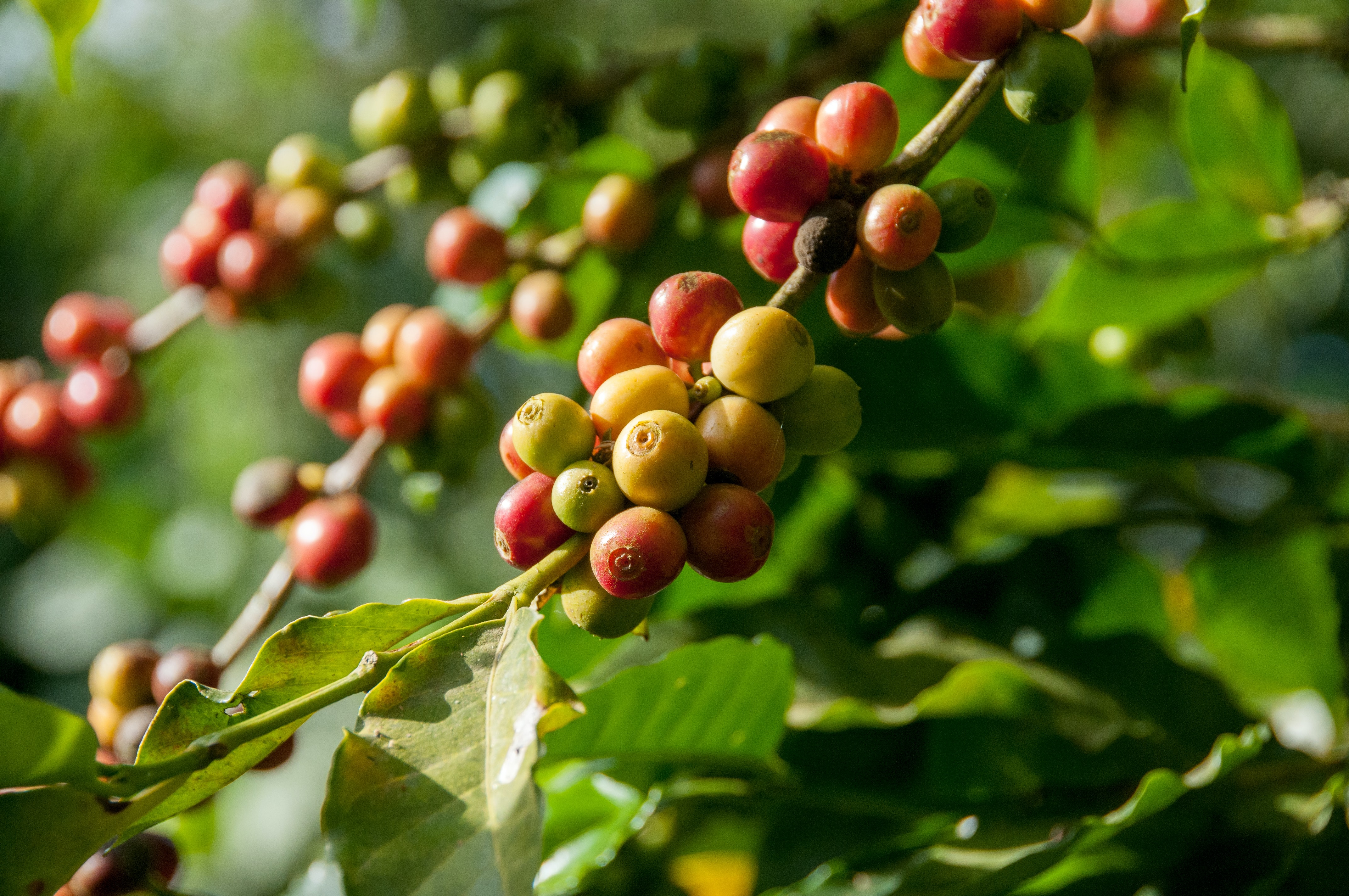 Akiya raw coffee bean