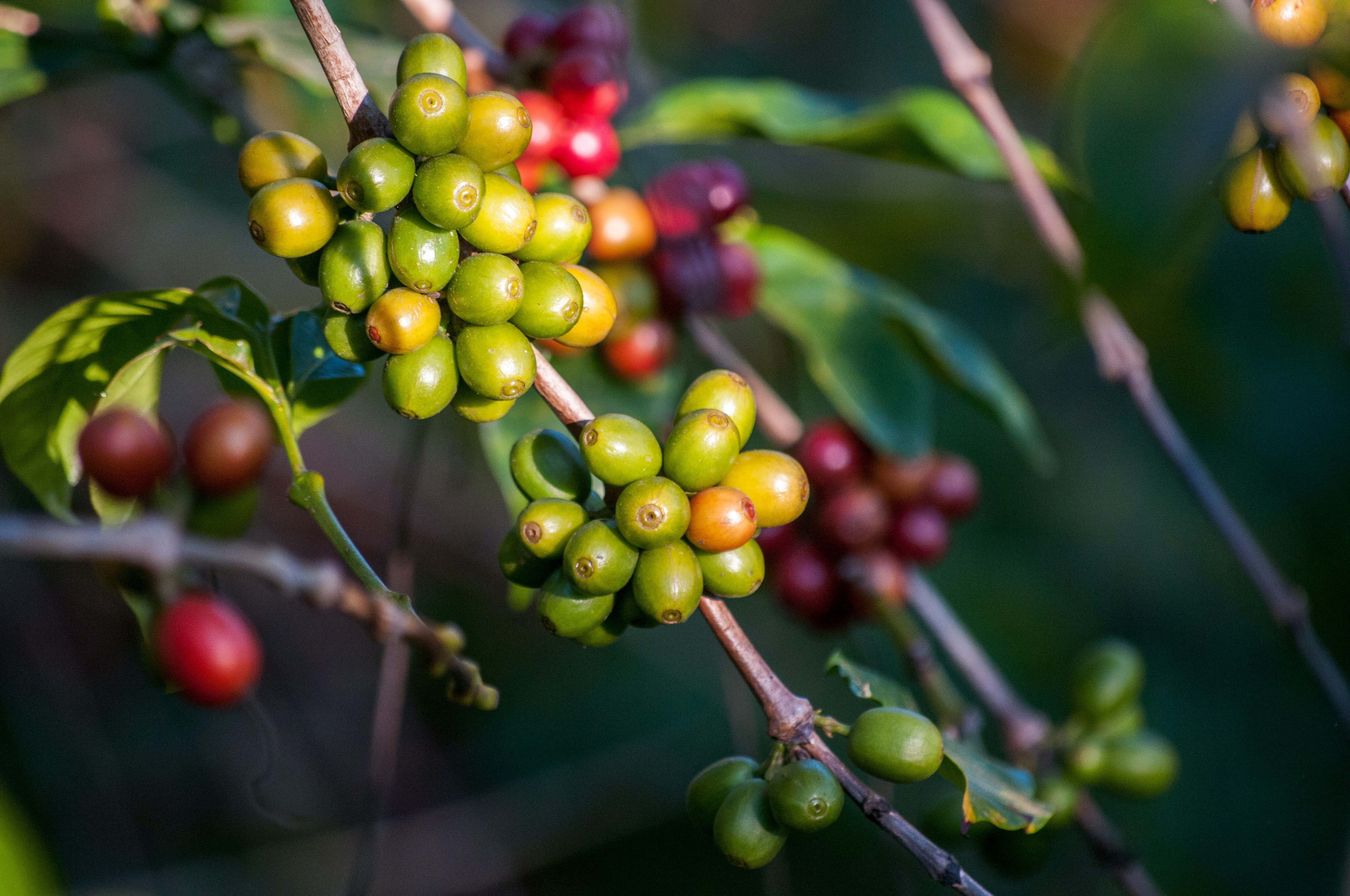 Akiya raw coffee bean