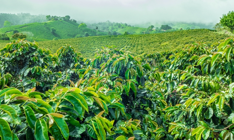 akiya coffee farm