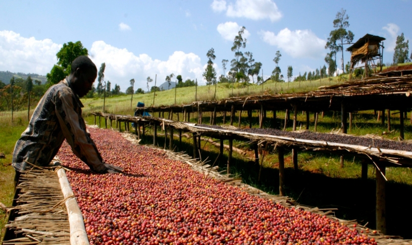 akiya coffee raw coffee processing