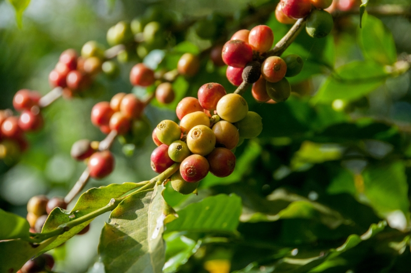 akiya coffee raw coffee beans