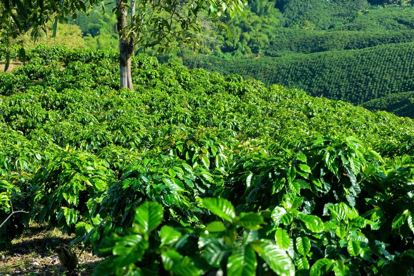 akiya coffee farm